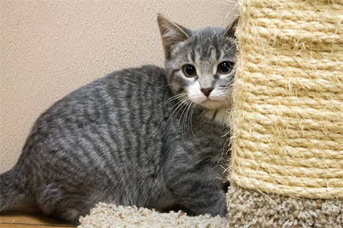 Choosing a Cat Scratching Mat or a Cat Scratching Post?