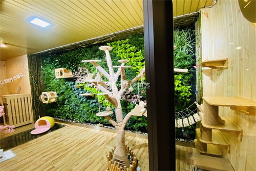 Wooden VS Plastic Pet House, Which Is Better?