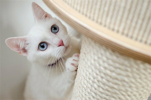 How to Choose the Right Cat Scratching Board?