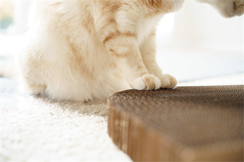 What Should be Considered When Buying a Cat Scratching Post?