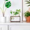 Wall Mounted Hanging Plants Terrariumin Test Tube Flower Bud Tabletop Glass Wooden Stand