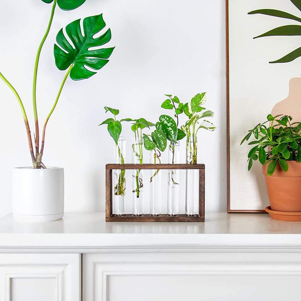 Wall Mounted Hanging Plants Terrariumin Test Tube Flower Bud Tabletop Glass Wooden Stand