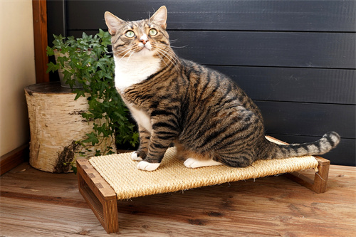 How to choose a cat claw scratching post?
