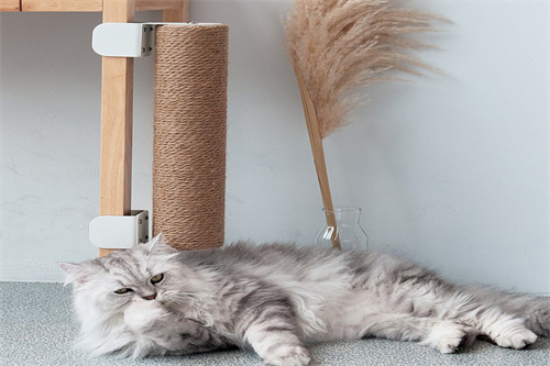 What kind of pet product doesn't make a cat feel uneasy?