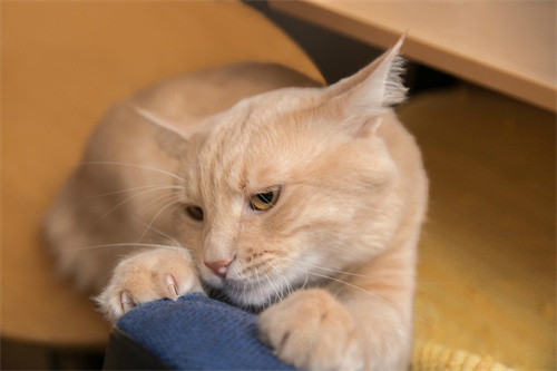 What are the Types of Cat Scratching Boards?