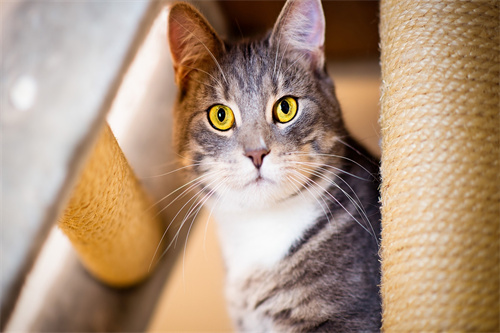 How to use the correct pet equipment to feed the cat?