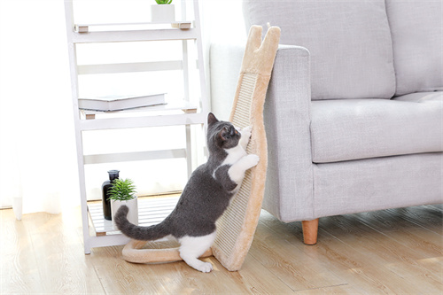 Which popular pet home trends will bring more beauty to the room?